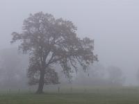 Alleinstehender großer Baum im Nebel